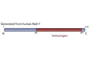 Image no. 2 for anti-RAB11A, Member RAS Oncogene Family (RAB11A) (AA 86-207) antibody (ABIN968091) (RAB11A anticorps  (AA 86-207))