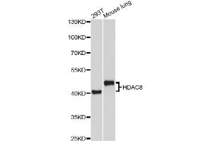 Western blot analysis of extracts of various cell lines, using HDAC8 Antibody (ABIN5973443) at 1/1000 dilution. (HDAC8 anticorps)