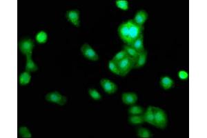 Immunofluorescence staining of HepG2 cells with ABIN7173357 at 1:166, counter-stained with DAPI.