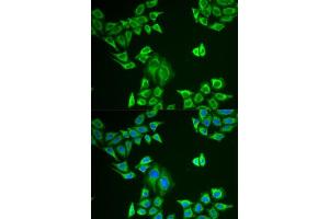 Immunofluorescence analysis of U2OS cells using MLANA antibody. (MLANA anticorps  (AA 48-118))