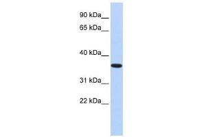 Western Blot showing CPXCR1 antibody used at a concentration of 1. (CPXCR1 anticorps  (Middle Region))