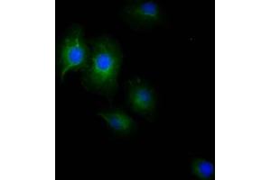 Immunofluorescence staining of A549 Cells with ABIN7127467 at 1:50, counter-stained with DAPI.
