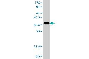Western Blot detection against Immunogen (37.