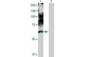 Western Blot analysis of LIMK1 expression in transfected 293T cell line by LIMK1 MaxPab polyclonal antibody.