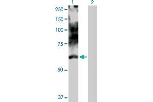 Western Blot analysis of LIMK1 expression in transfected 293T cell line by LIMK1 MaxPab polyclonal antibody. (LIM Domain Kinase 1 anticorps  (AA 1-647))