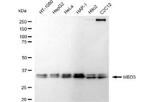 Western blotting analysis using MBD3 antibody (ABIN7799389).