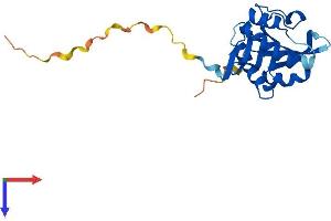 AlphaFold protein structure predicition of Human Recombinant AANAT Protein, UniprotID Q16613
