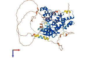 AlphaFold protein structure predicition of Human Recombinant HIPK4 Protein, UniprotID Q8NE63