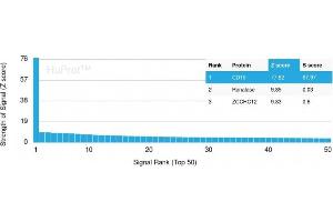 Analysis of Protein Array containing more than 19,000 full-length human proteins using CD19 Monospecific Mouse Monoclonal Antibody (CD19/3116).