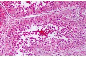 Anti-PTGES3 antibody IHC staining of human testis, seminiferous ducts.