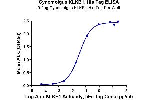 Kallikrein B, Plasma (Fletcher Factor) 1 (KLKB1) (AA 20-638) protein (His tag)