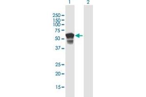 Western Blot analysis of NF2 expression in transfected 293T cell line by NF2 MaxPab polyclonal antibody. (Merlin anticorps  (AA 1-507))