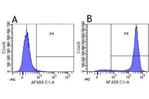 Flow-cytometry using the anti-CD52 research biosimilar antibody Campath-1G (YTH 34. (Recombinant CD52 anticorps)