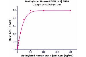 Immobilized CetuxiMabat 2 μg/mL (100 μl/well) can bind Biotinylated Human EGFRvIII (Cat# EGR-H82E0) with a linear range of 0. (EGFR Protein (AA 25-378) (His tag,AVI tag,Biotin))