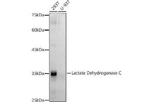 Western blot analysis of extracts of various cell lines, using Lactate Dehydrogenase C antibody (ABIN7268171) at 1:500 dilution. (Lactate Dehydrogenase C anticorps)