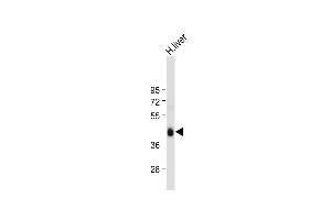 Anti-ADIPOR2 Antibody (Center) at 1:1000 dilution + Human liver tissue lysate Lysates/proteins at 20 μg per lane. (Adiponectin Receptor 2 anticorps  (AA 45-72))