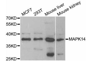 Western blot analysis of extracts of various cell lines, using MAPK14 antibody (ABIN5998182) at 1/1000 dilution. (MAPK14 anticorps)