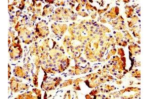IHC image of ABIN7162579 diluted at 1:200 and staining in paraffin-embedded human pancreatic tissue performed on a Leica BondTM system. (PNLIP anticorps  (AA 60-214))
