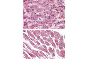 Immunohistochemistry (Formalin/PFA-fixed paraffin-embedded sections) of human liver (A) and human heart (B) tissue with GPR15 polyclonal antibody . (GPR15 anticorps  (2nd Extracellular Domain))