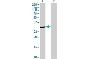 Western Blot analysis of ASB9 expression in transfected 293T cell line by ASB9 MaxPab polyclonal antibody. (ASB9 anticorps  (AA 1-294))