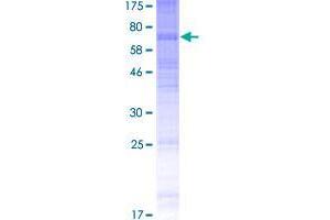 Image no. 1 for G Protein-Coupled Receptor 114 (GPR114) (AA 1-528) protein (GST tag) (ABIN1355571)