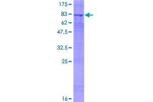 Image no. 1 for Fucosidase, alpha-L- 2, Plasma (FUCA2) (AA 1-467) protein (GST tag) (ABIN1354504)