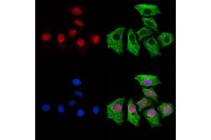 ABIN7094351 and ABIN7098398 staining HepG2 cells by IF/ICC.