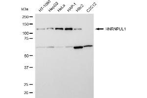Western blotting analysis using HNRNPUL1 antibody (ABIN7798904). (Recombinant HNRNPUL1 anticorps)