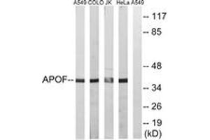Western blot analysis of extracts from HeLa/Jurkat/COLO/A549 cells, using APOF Antibody. (Apolipoprotein F anticorps  (AA 221-270))
