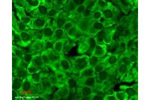 Immunocytochemistry/Immunofluorescence analysis using Mouse Anti-Hsp90 Monoclonal Antibody, Clone 4F3.