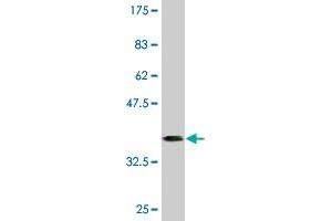 Western Blot detection against Immunogen (36.