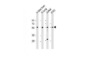 All lanes : Anti-EFS Antibody (Center) at 1:1000-1:2000 dilution Lane 1: human fetal liver lysate Lane 2: human lung lysate Lane 3: Jurkat whole cell lysate Lane 4: K562 whole cell lysate Lysates/proteins at 20 μg per lane. (EFS anticorps  (AA 367-399))