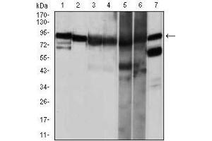 Western blot analysis using HSP90AA1 mouse mAb against NIH3T3 (1), HeLa (2), HCT116(3), HL-60 (4) and C0S7 (5) cell lysate.