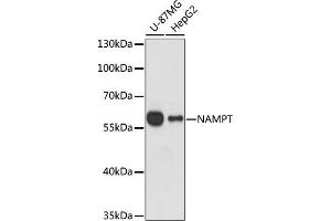 Western blot analysis of extracts of various cell lines, using NAMPT antibody (ABIN1873817) at 1:1000 dilution. (NAMPT anticorps)