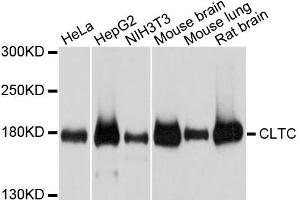 Western blot analysis of extracts of various cells, using CLTC antibody. (Clathrin Heavy Chain (CLTC) anticorps)