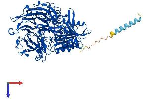 AlphaFold protein structure predicition of Human Recombinant FAP Protein, UniprotID Q12884