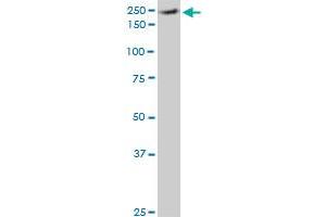 EIF4G1 monoclonal antibody (M10), clone 2A9.