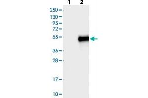 Western blot analysis of Lane 1: Negative control (vector only transfected HEK293T lysate), Lane 2: Over-expression Lysate (Co-expressed with a C-terminal myc-DDK tag (~3. (C11orf48 anticorps)