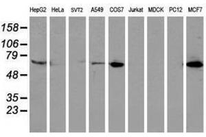 Image no. 3 for anti-Epsin 2 (EPN2) antibody (ABIN1498052) (Epsin 2 anticorps)