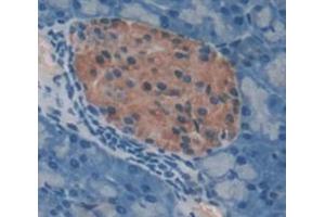 Figure. (Elastase 4 anticorps  (AA 30-268))