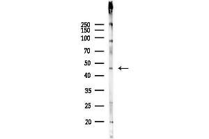 anti-POU Domain, Class 4, Transcription Factor 1 (POU4F1) (Internal Region) antibody