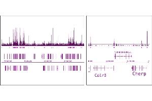 OGT/O-GlcNAc transferase (pAb) tested by ChIP-Seq.