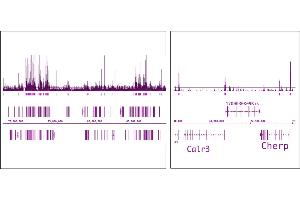 OGT/O-GlcNAc transferase (pAb) tested by ChIP-Seq. (OGT anticorps  (N-Term))