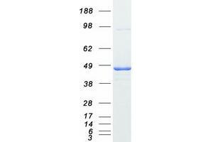 Validation with Western Blot