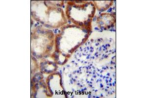 STARD4 Antibody (N-term) (ABIN656728 and ABIN2845952) immunohistochemistry analysis in formalin fixed and paraffin embedded human kidney tissue followed by peroxidase conjugation of the secondary antibody and DAB staining. (STARD4 anticorps  (N-Term))