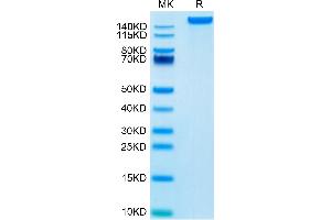 Mouse LY75/CD205 on Tris-Bis PAGE under reduced condition.