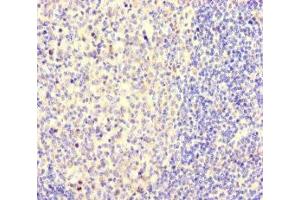 Immunohistochemistry of paraffin-embedded human tonsil tissue using ABIN7161144 at dilution of 1:100 (NEO1 anticorps  (AA 414-682))