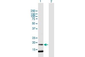Western Blot analysis of C12orf65 expression in transfected 293T cell line by C12orf65 MaxPab polyclonal antibody.