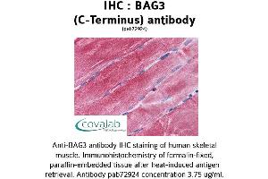 Image no. 2 for anti-BCL2-Associated Athanogene 3 (BAG3) (C-Term) antibody (ABIN1732194) (BAG3 anticorps  (C-Term))