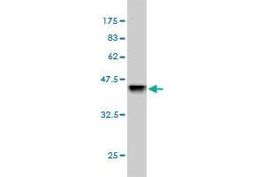 Western Blot detection against Immunogen (36.
